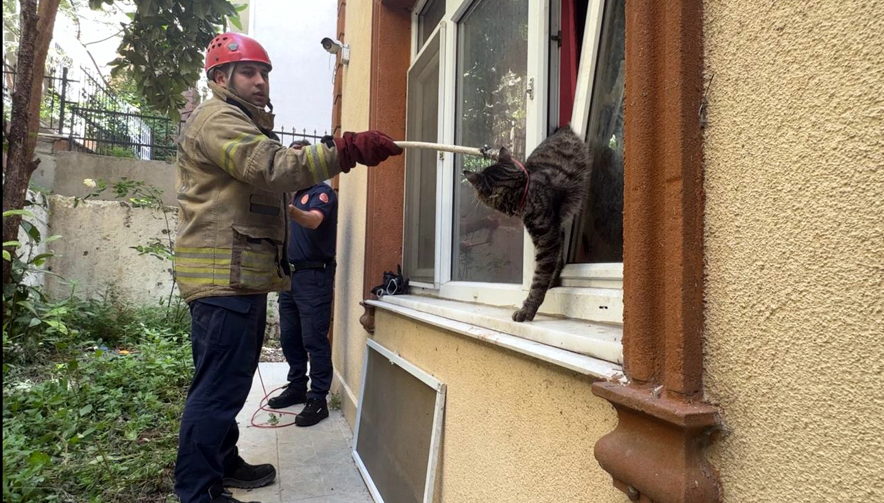 AVCILAR'DA SIKIŞAN KEDİ İTFAİYE TARAFINDAN KURTARILDI AVCILAR'DA SIKIŞAN KEDİ İTFAİYE TARAFINDAN KURTARILDI