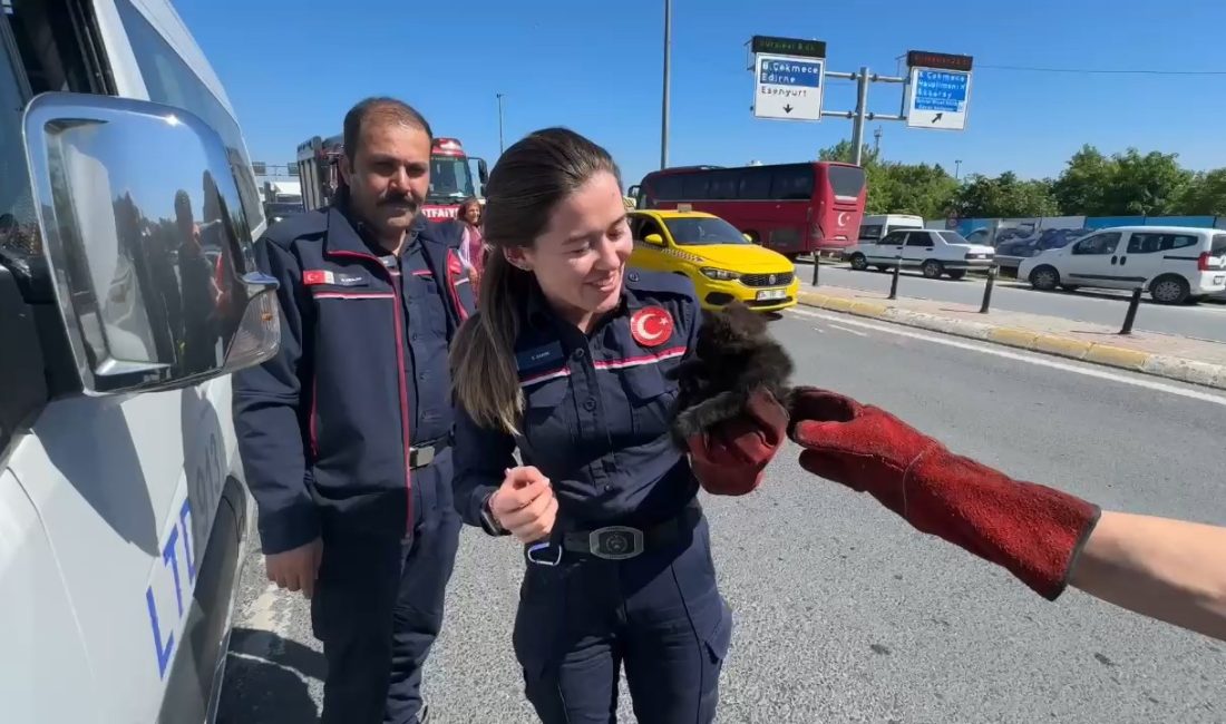 Avcılar’da bir servis minibüsü şoförü, yavru bir kedinin aracın altına