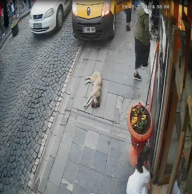 Mardin’de bir taksinin kaldırımda uyuyan bir köpeği fark etmemesi sonucu