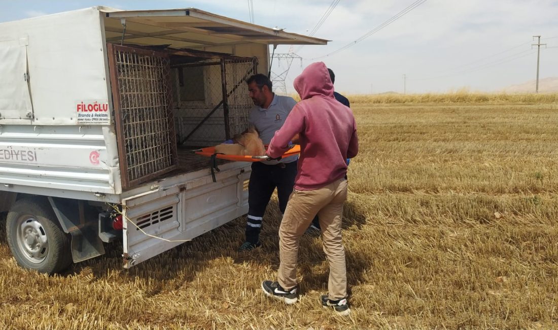 Kızıltepe ilçesinde bir köpeğin tarlada biçerdöverin altında kalarak 3 ayağının