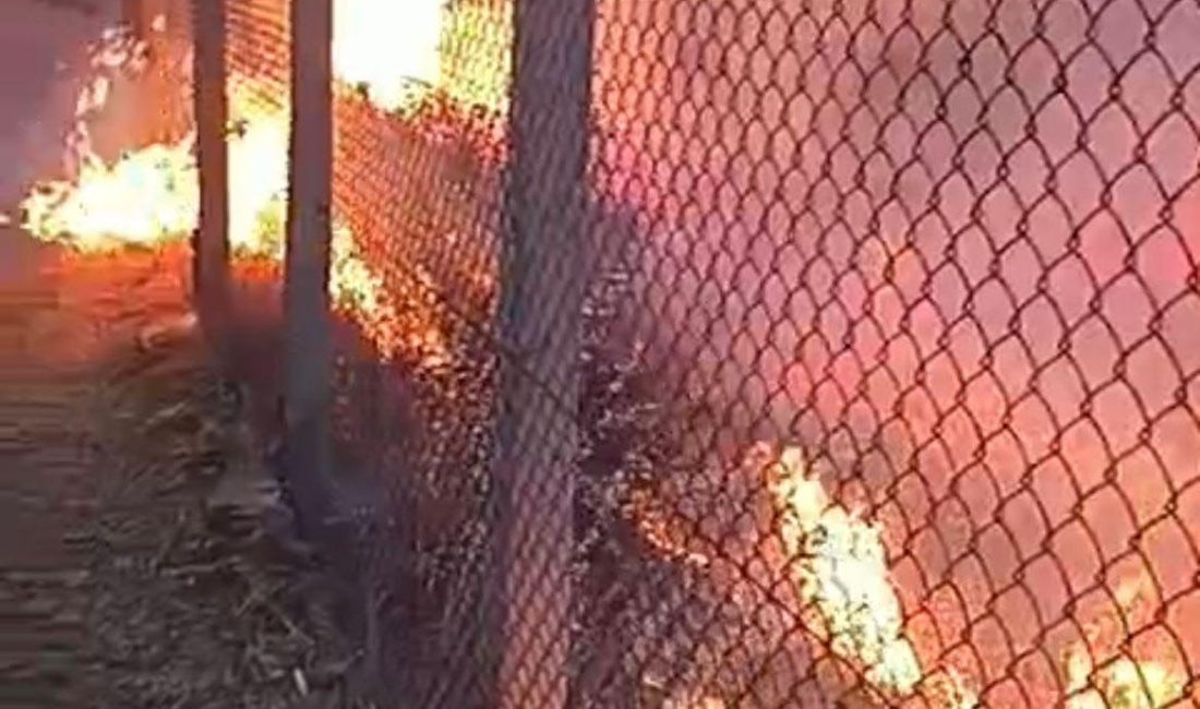 İzmir’in Ödemiş ilçesinde, İzmir Büyükşehir Belediyesi’ne ait ormanda çıkan yangın,