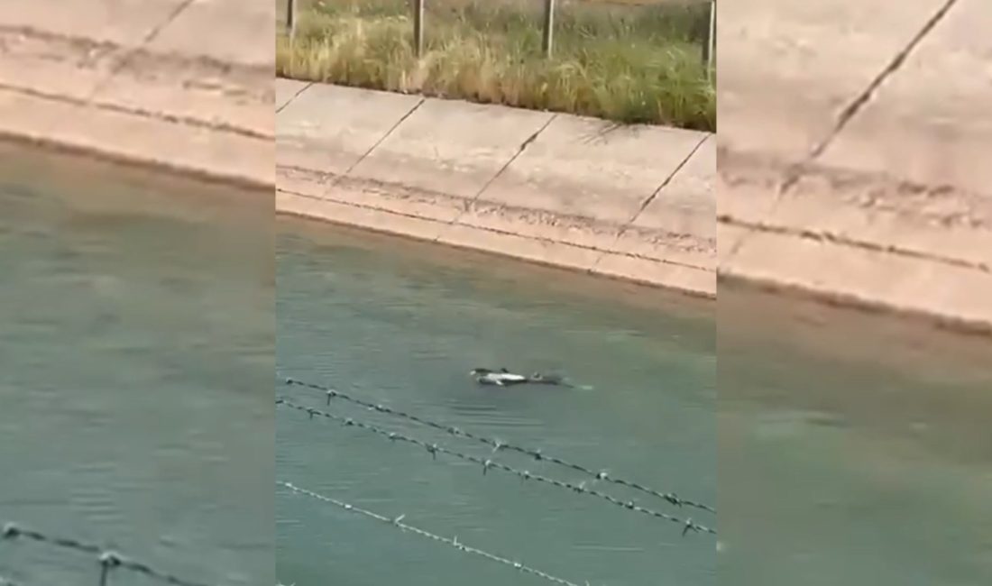 Suruç’ta 11 yaşındaki Yasin K., misafirlik için gittiği bir evin