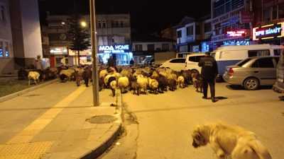 TOKAT’ta Koyun Sürüsü Şehir Merkezinden Geçti
