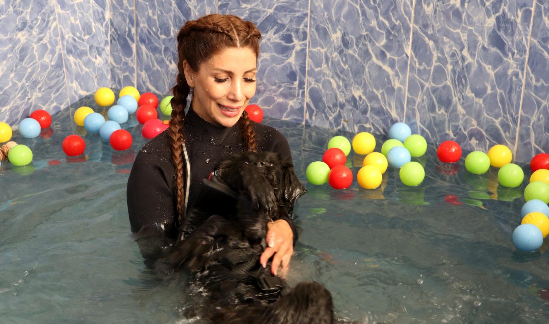 Ankara’daki bir veteriner merkezinde tedavi gören sokak köpeği ‘Zen’, Konya’da