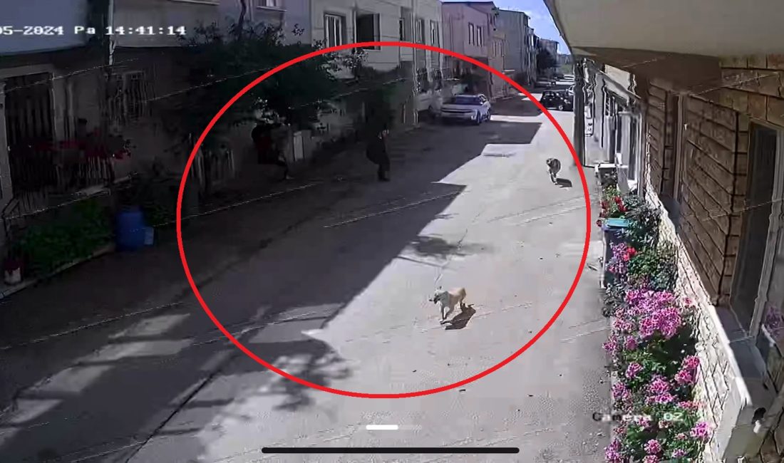 Bursa’da sokak köpeklerinin saldırısına