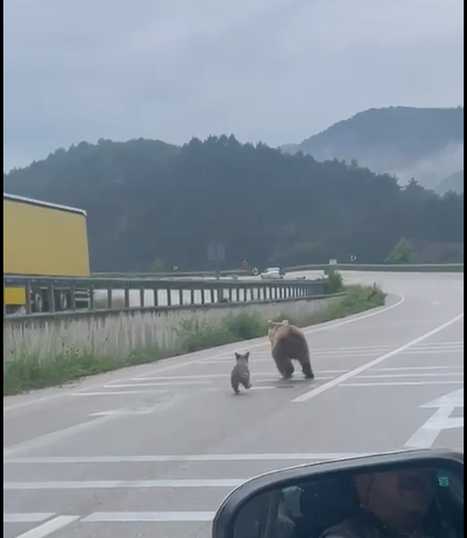 tokatta karayoluna cikan anne ayi ve 2 yavrusu kamerada 6653644e4cb8a