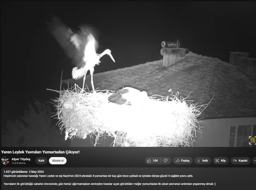 yaren leylek ile esi nazlinin 4 yavrusu oldu soguk ve yagmurdan korumalari kamerada 66374c239d432
