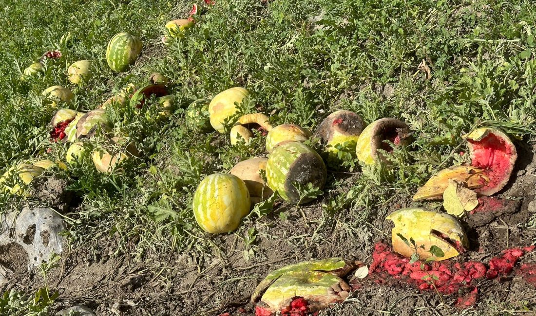 Adana’da Karpuz Fiyatları 45 Derece Sıcaklıkla Yükseldi! Türkiye’nin karpuz ihtiyacının