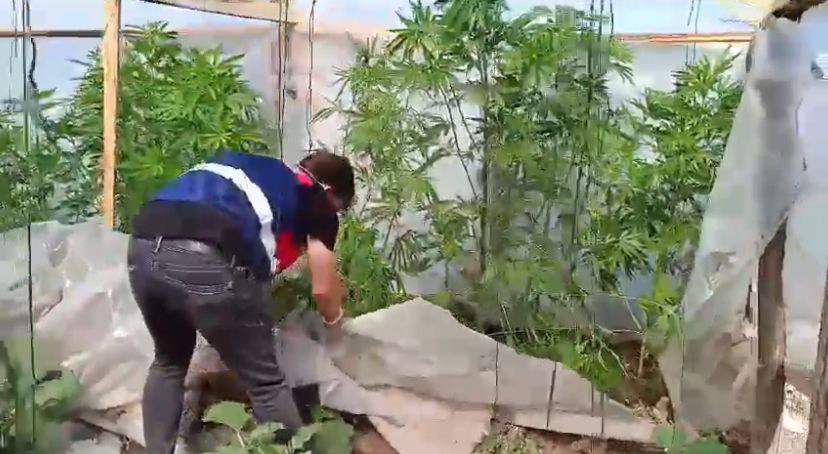 bahcesinde kenevir yetistiren supheliye gozalti 6662fe1721109