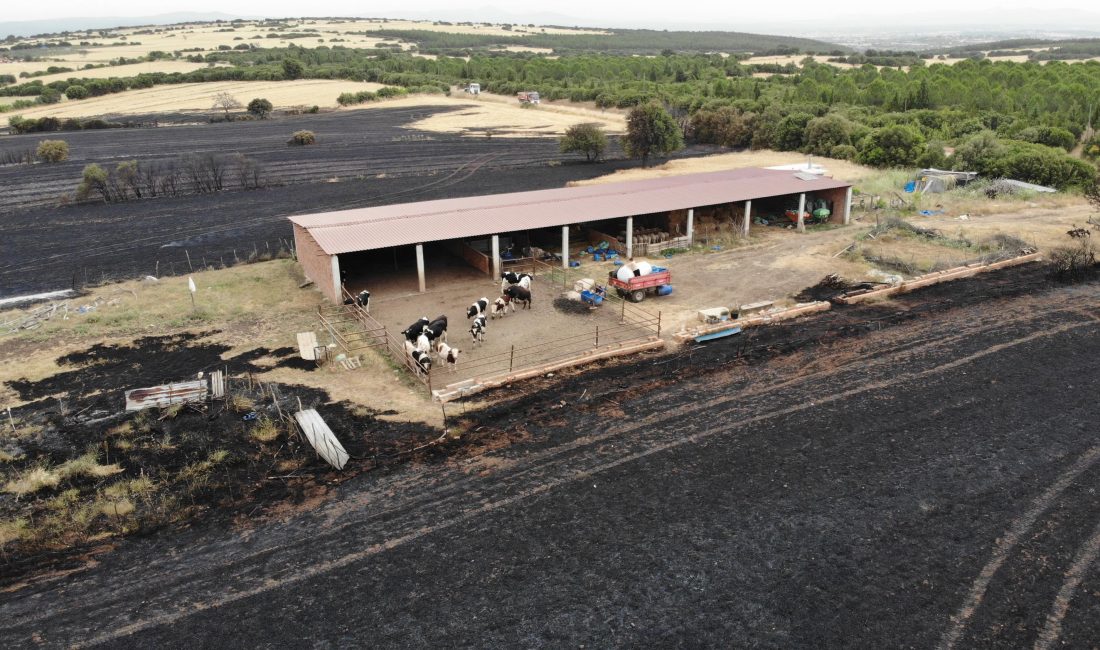 Ezine ilçesine bağlı Kızılköy yakınlarında çıkan yangın kontrol altına alındı.