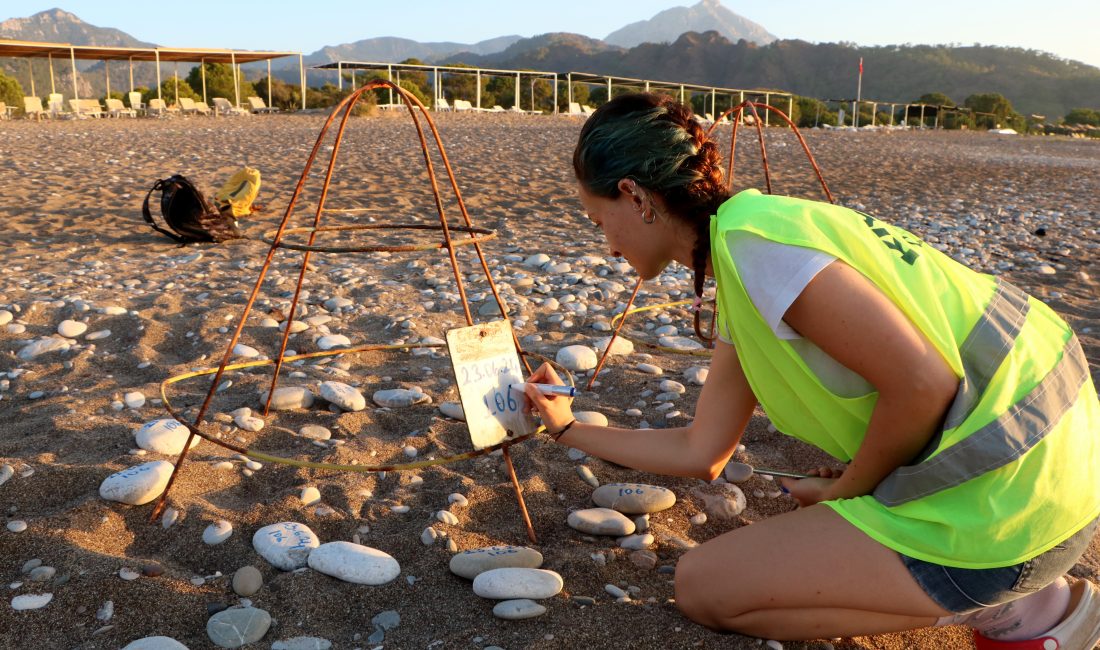 Antalya’nın Kemer ilçesine bağlı Çıralı sahilinde deniz kaplumbağalarının yuva sayısı