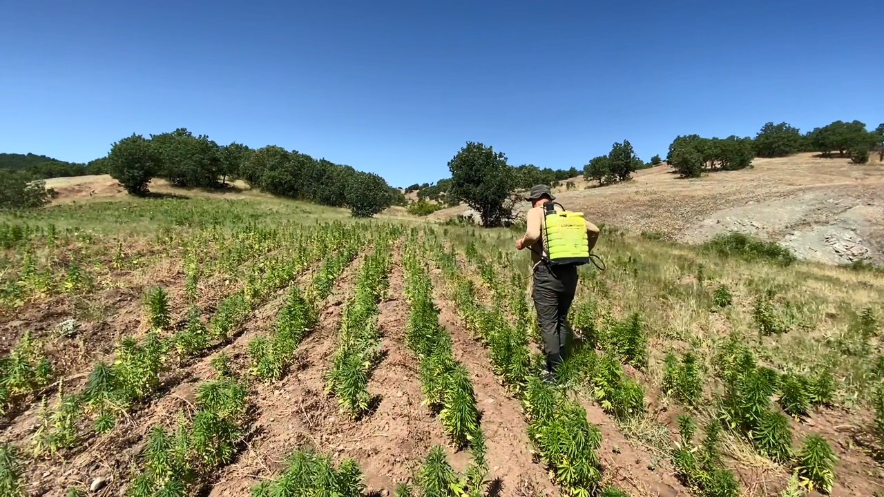 diyarbakirda 2 milyon kok kenevir ile 71 kilo esrar ele gecirildi 66631338d2e15