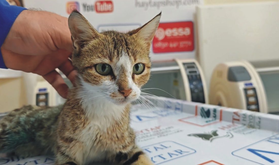 Bayram tatili için Osmaniye’ye gelen emekli hemşire Türkan Benli, yolda