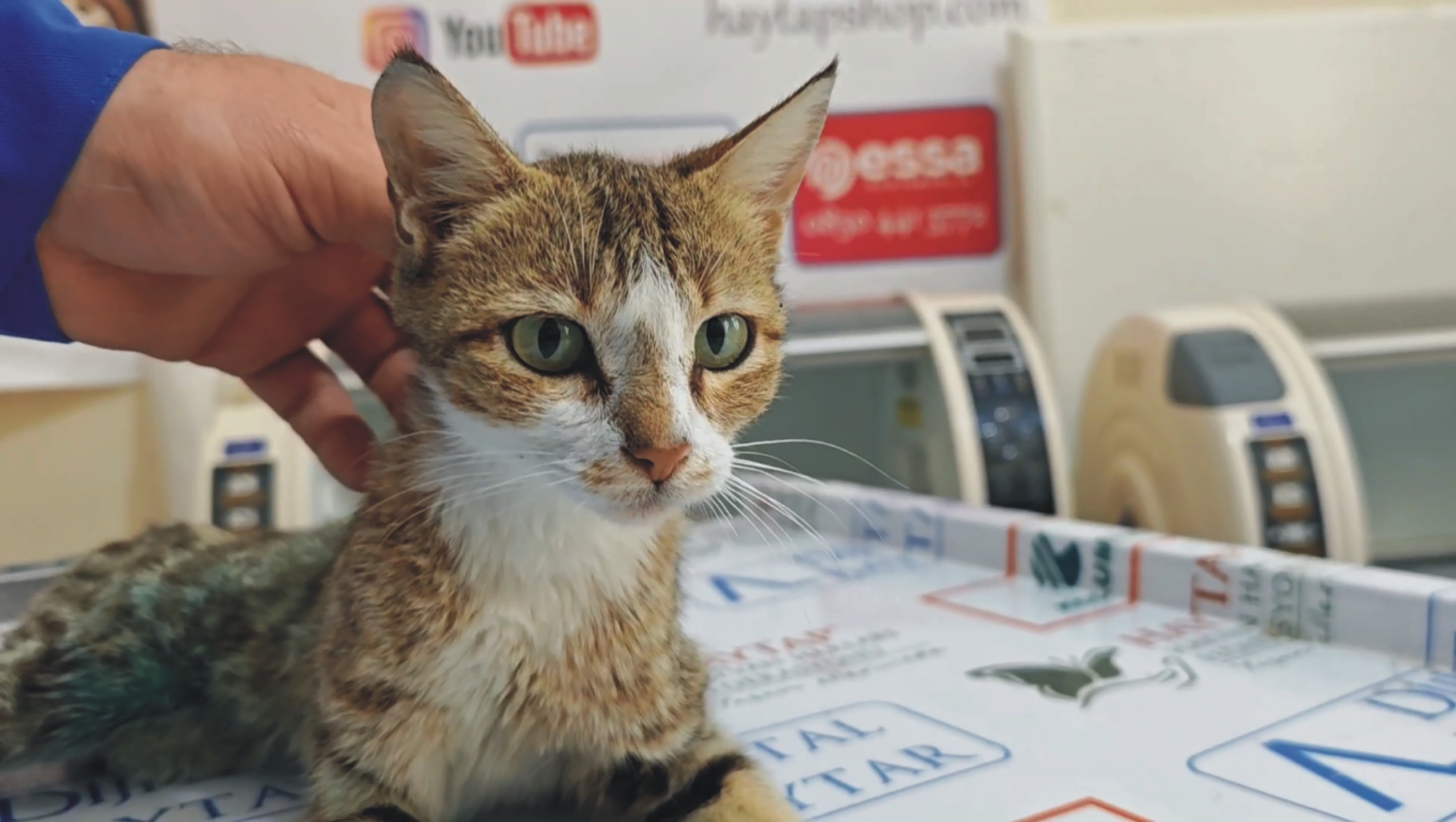 emekli hemsire bayram ziyaretinde yolda buldugu bacagi kirik kediyi tedavi ettirdi 6672876693821