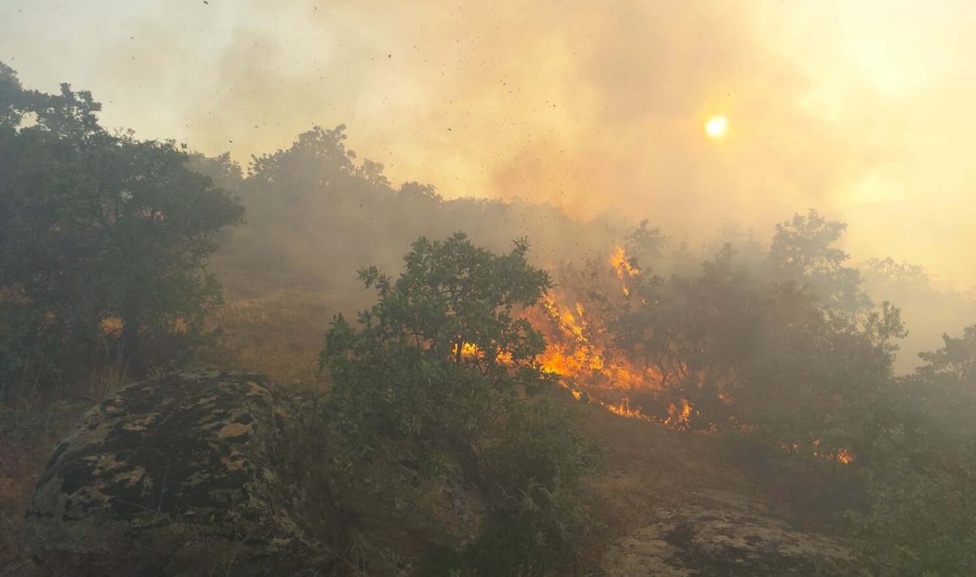 Manisa’nın Alaşehir ilçesinde çıkan yangın, Uşak Eşme ilçesine bağlı Narıcalı