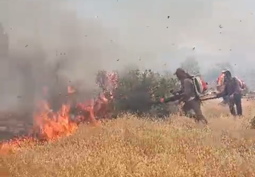 nusaybinde agaclikli alanda cikan yangin 4 saatte sonduruldu 6665d5cb4b443