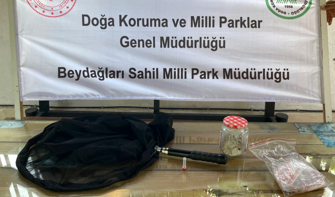 Kemer ilçesinde ormanda izinsiz böcek toplamaya çalışırken yakalanan Rus akademisyen