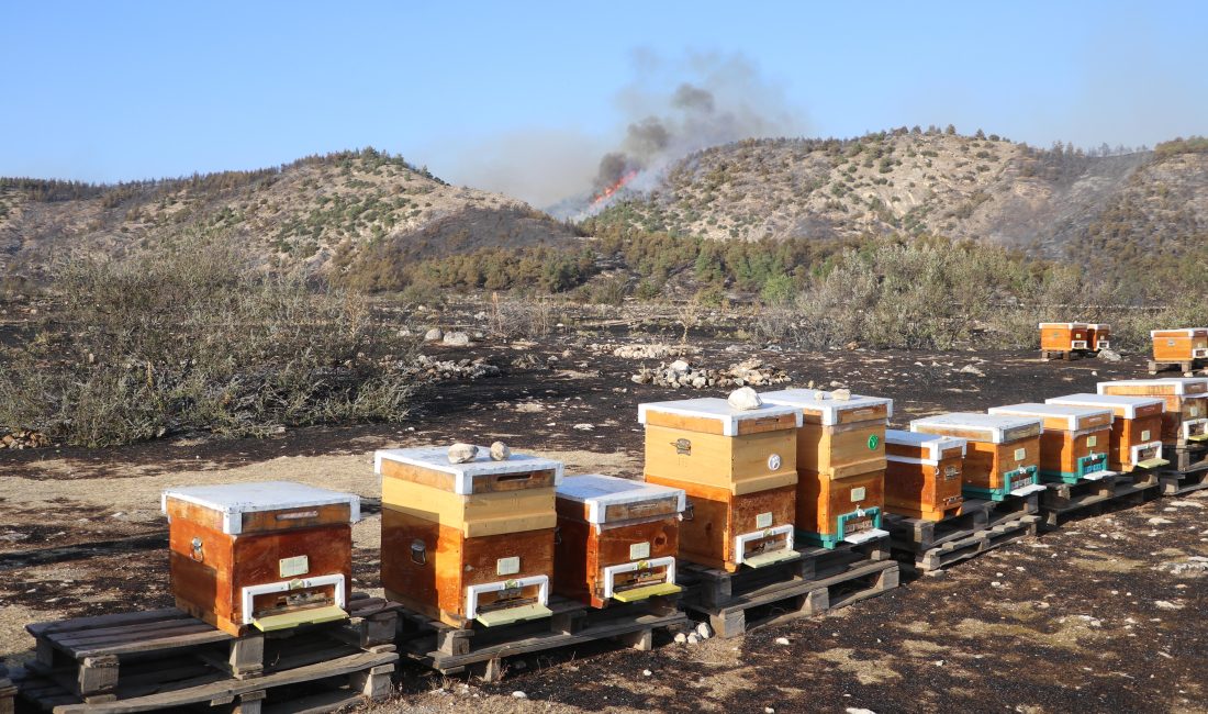 Denizli’nin Pamukkale ilçesinde, bir arı yetiştiricisinin tütsü için yaktığı ateş