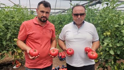 Kahramanmaraş'ta örtü altı seralarda beklenen 100 bin ton domates rekoltesi