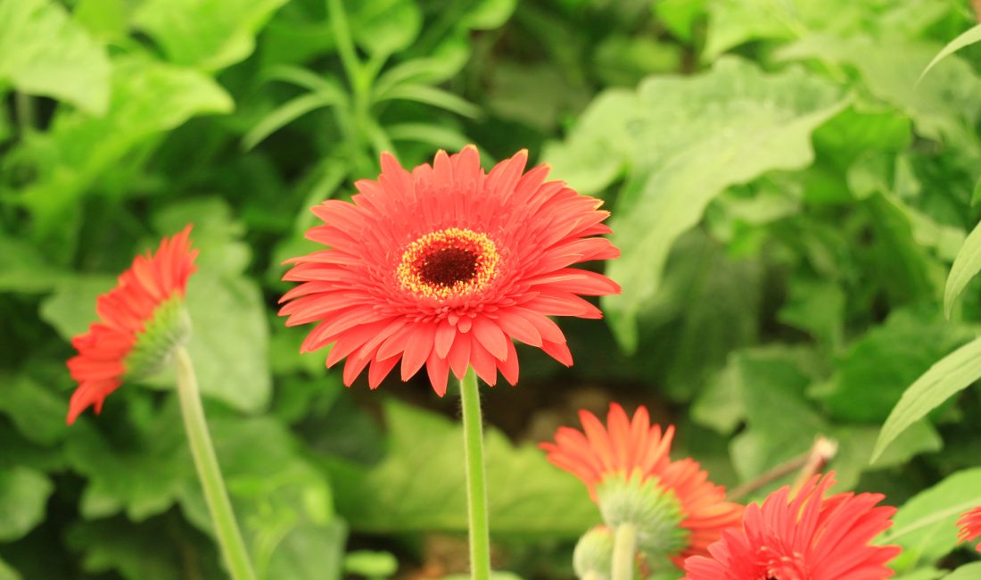 Tokat’ın Erbaa ilçesinde, kesme çiçekçilik sektörüne nitelikli iş gücü sağlanması