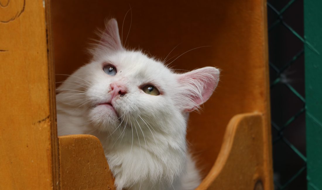 Van Kedi Villası’nda 18 yaşında olan ‘Muhtar’ isimli Van kedisi,