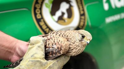 Kahramanmaraş İl Jandarma Komutanlığı Elbistan İlçesinde, Çevre, Doğa Hayvanları Koruma