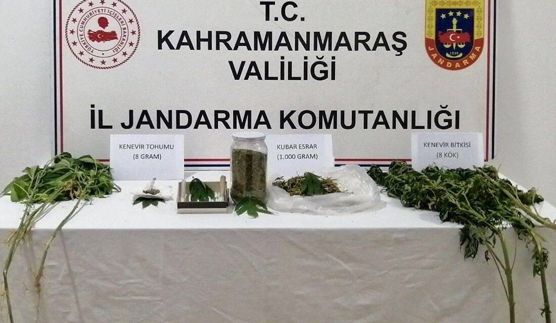 Kahramanmaraş’ta jandarma ekipleri evinin bahçesinde yasa dışı kenevir yetiştiren bir