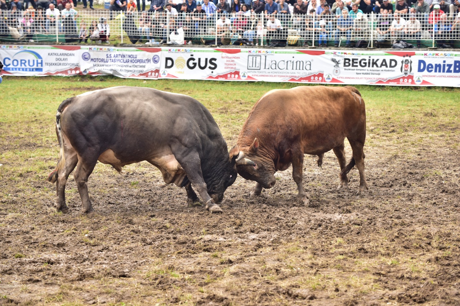 artvinde boga gureslerine yogun ilgi 6689328f6d524