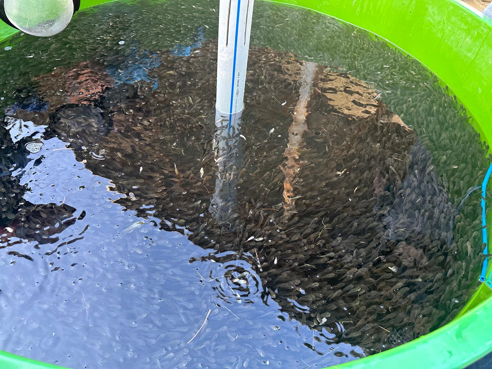 Bolu'da 1 milyon 105 bin pullu sazan balığı yavrusu Eskişehir ve Sakarya'ya gönderildi.