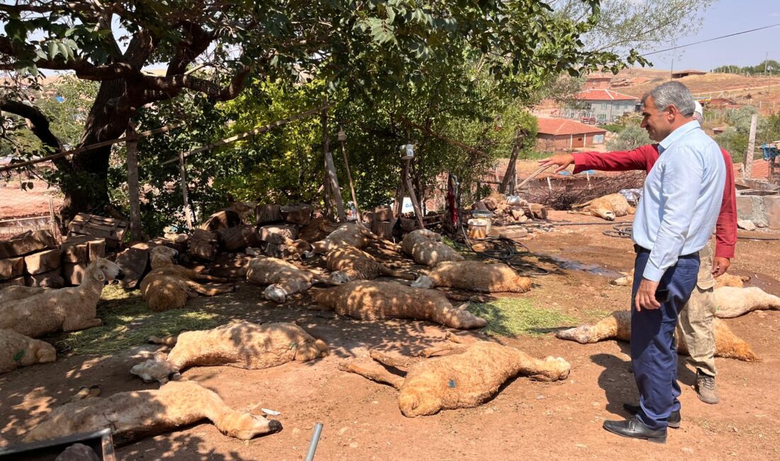 Kırşehir’de bir mandırada meydana gelen olayda, Ali Akkuş’a ait 60