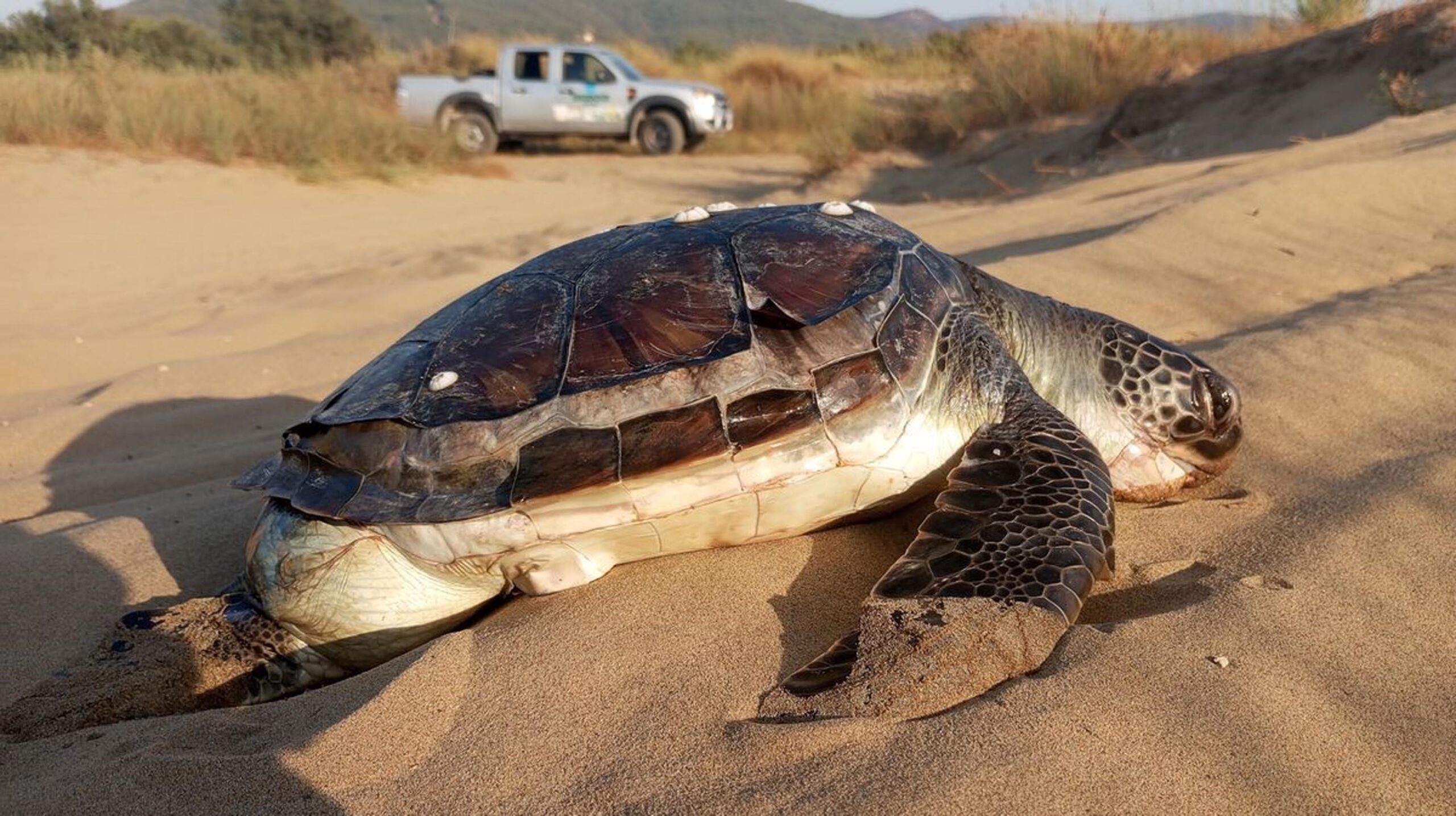 kusadasi kiyilarinda 2 yesil deniz kaplumbagasi olu bulundu 66a028c722099 scaled