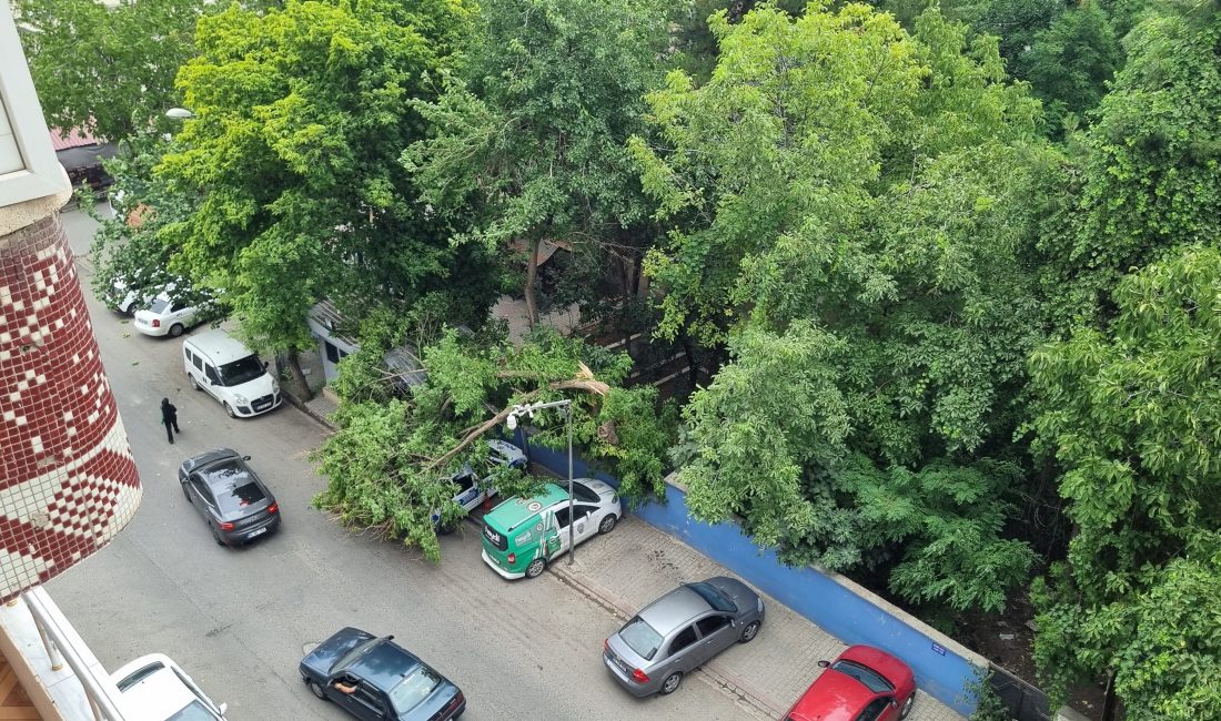 Şiddetli rüzgarın etkisiyle Siirt’te park halindeki araçlara ağaçlar devrildi. Yeni
