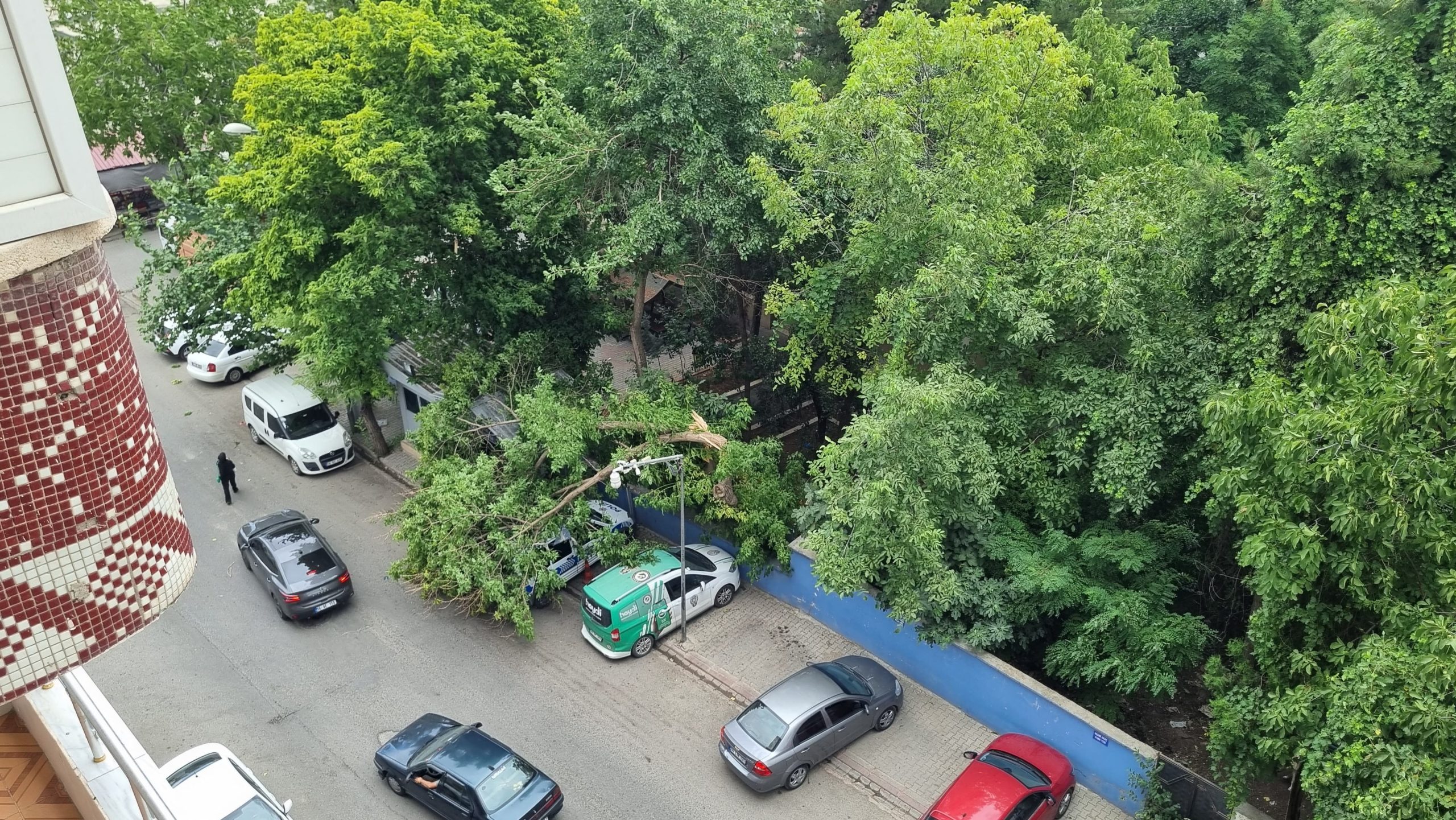 SİİRT'TE KUVVETLİ RÜZGAR AĞAÇLARI ARAÇLARIN ÜZERİNE DEVİRİP HASARA YOL AÇTI