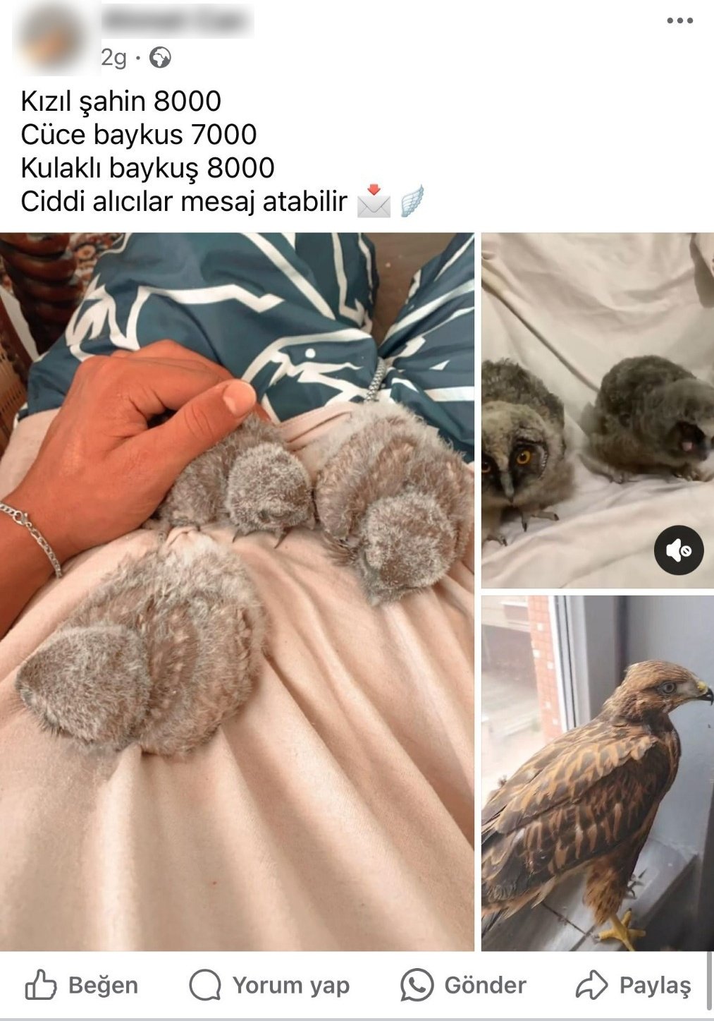 sosyal medyada bukalemun baykus ve yilan satisina 230 bin tl ceza 668f942ede284