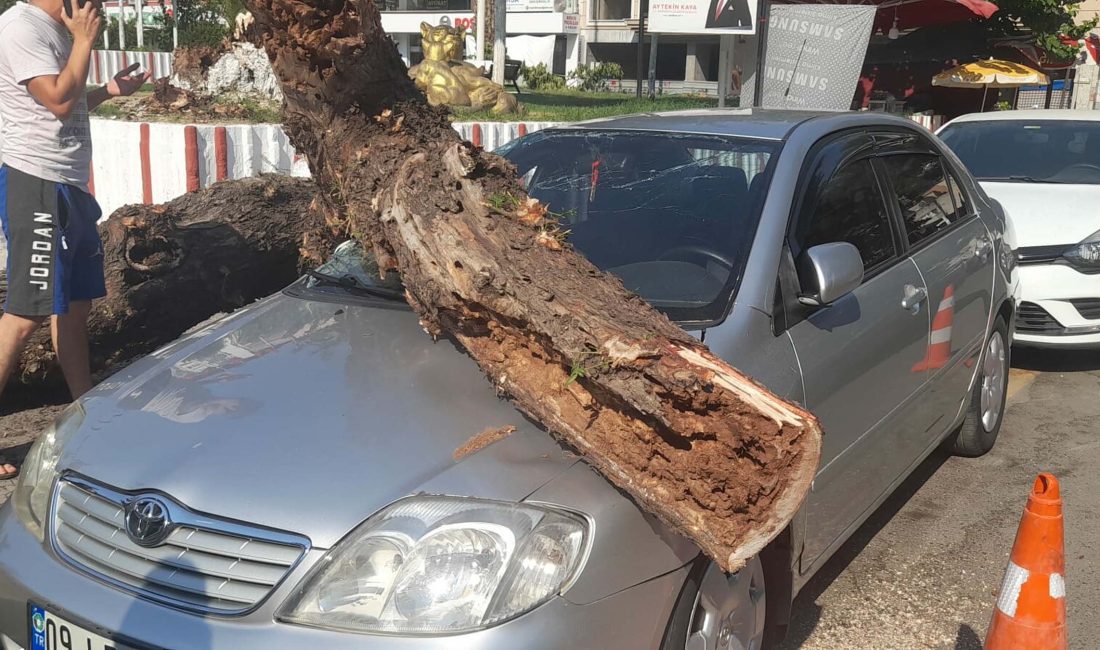 İncirliova ilçesinde dev ağacın otomobilin üzerine devrilmesi sonucunda hasar oluştu.