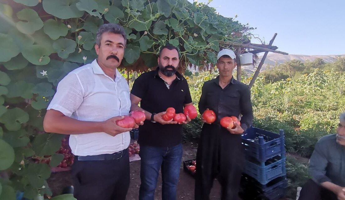 Türkiye’nin en iri ve kaliteli domatesini üreten çiftçiler, 1800 rakımlı