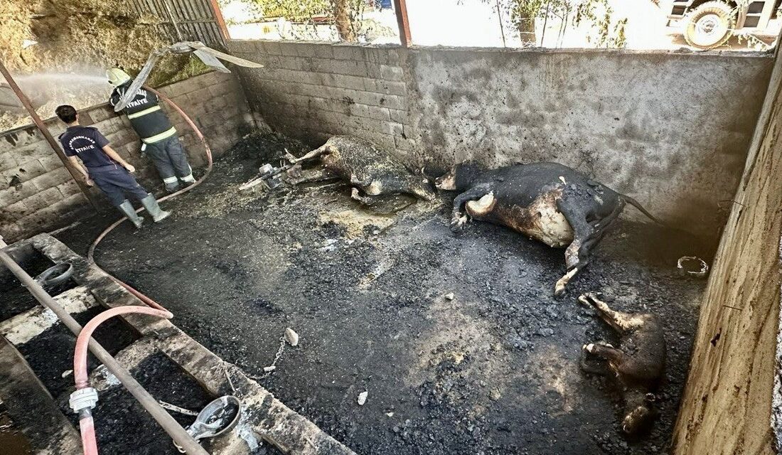 Kahramanmaraş’ta yaşanan ahır yangınında büyükbaş hayvanlar telef oldu.