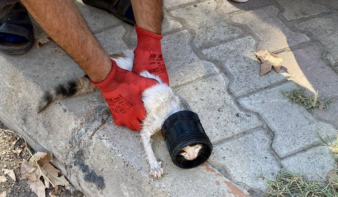 Kahramanmaraş’ın Onikişubat ilçesinde kafası sıkışan bir kedi, itfaiye ekipleri tarafından