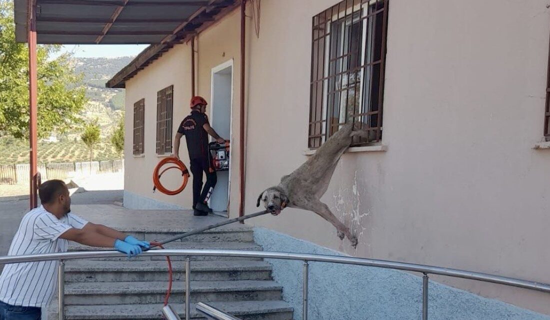 Kahramanmaraş’ta demir korkuluklara sıkışan köpek, itfaiye ekiplerince kurtarıldı.