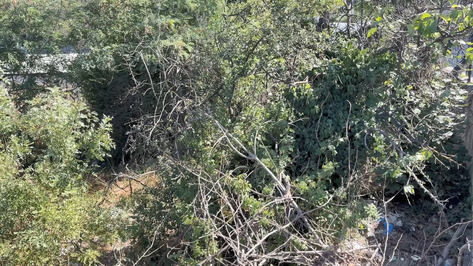 Esenyurt'ta Ağaçlık Alanda Bıçaklanarak Öldürülen Erkeğin Cesedi Bulundu 1 İstanbul Esenyurt'ta ağaçlık alanda erkek cesedi bulundu