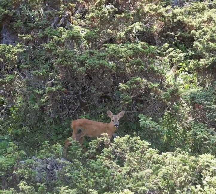 Kastamonu’da yaralı halde bulunan karaca, tedavisinin ardından doğaya salındı Salih HÜDAVERDİ/ ANKARA, – KASTAMONU’da yaralı halde bulunan yavru karaca,