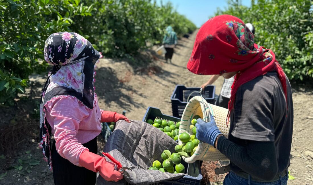 Adana’da limon hasadı erken