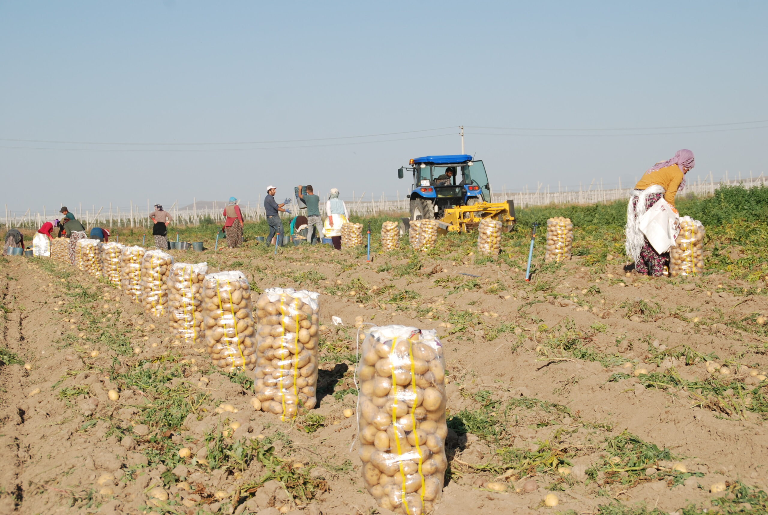 Niğde'de günlük 300 ton patates ihracata gidiyor