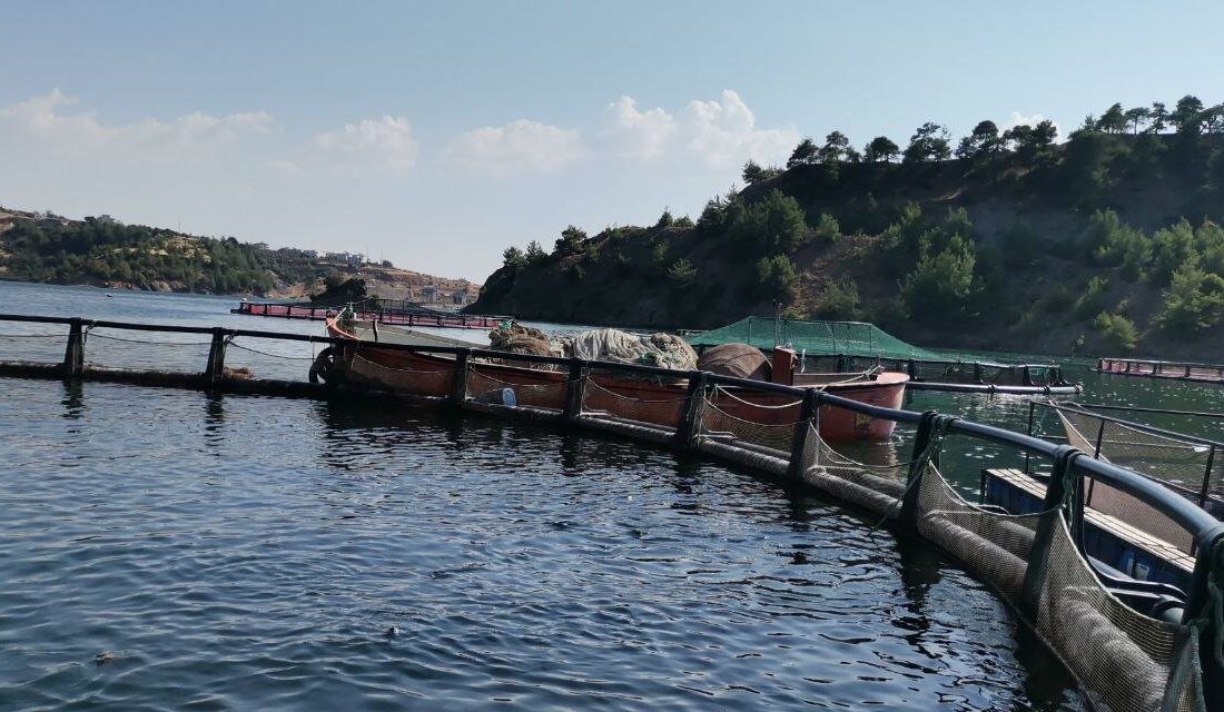 Kahramanmaraş’ta, Menzelet Barajı’nda olta ile ala balık tutma yarışması düzenlendi.