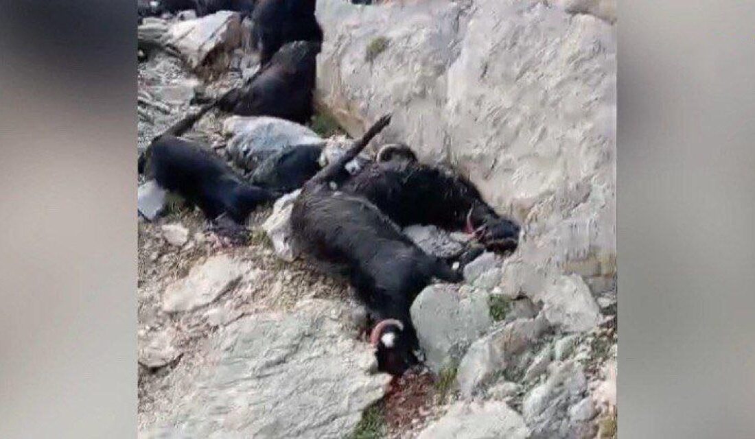 Kahramanmaraş'ın Elbistan ilçesinde, hayvanlarını otlatan bir çoban yıldırım çarpması sonucu