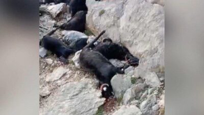 Kahramanmaraş'ın Elbistan ilçesinde, hayvanlarını otlatan bir çoban yıldırım çarpması sonucu
