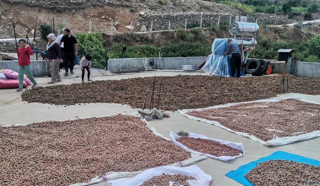 Kahramanmaraş’ın Onikişubat ilçesine bağlı Kalekaya Mahallesi, fındık üretiminde Karadeniz bölgesini