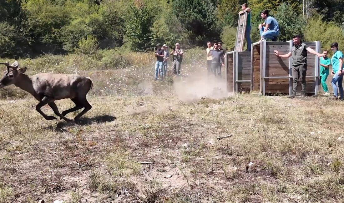 Esra TÜRKER/BURSA, -BURSA’da Uludağ Üniversitesi yerleşkesi içerisinde bulunan Geyik Üretim