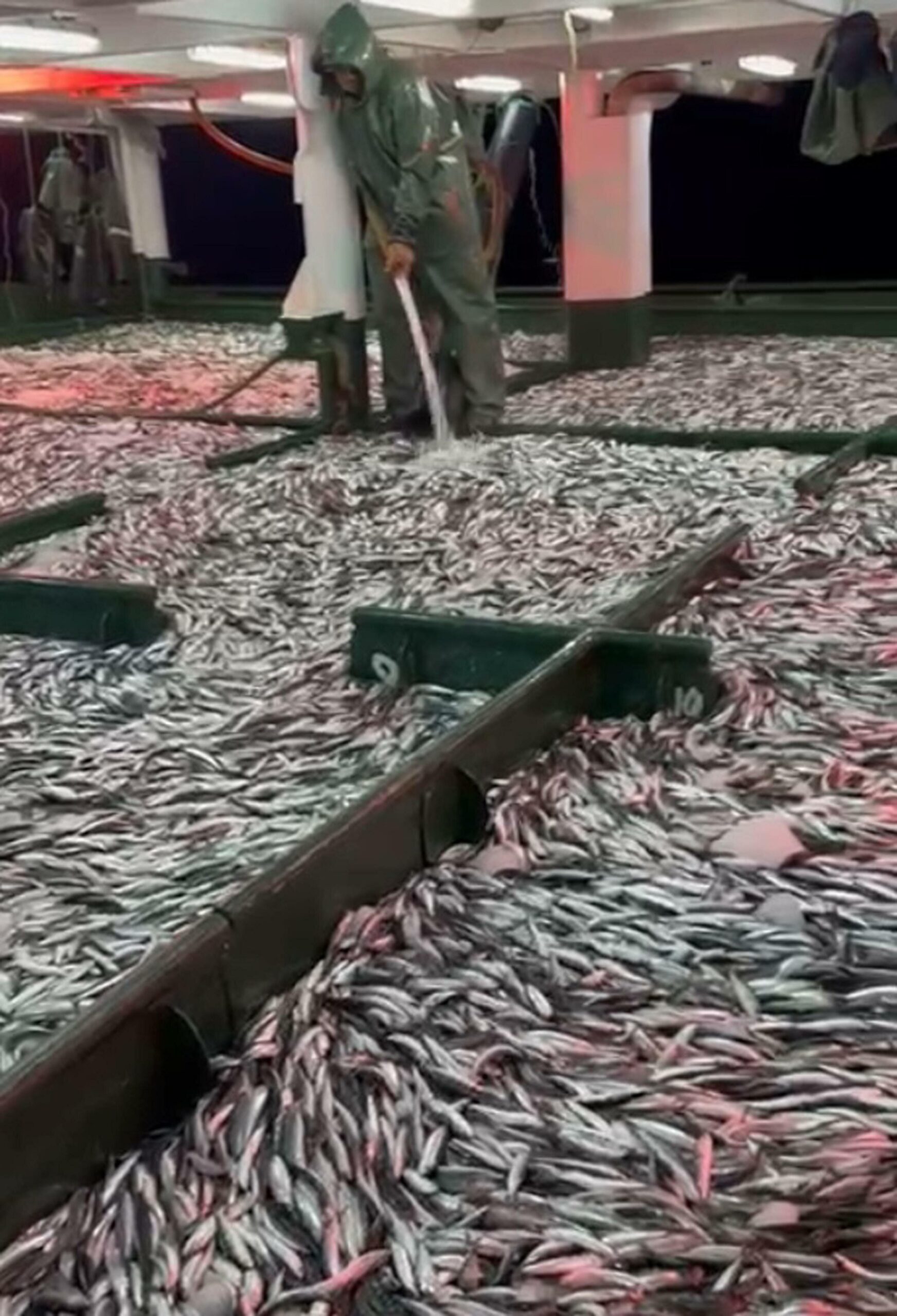 Çanakkale'de gırgır teknesiyle 30 ton 'sardalya' avladılar