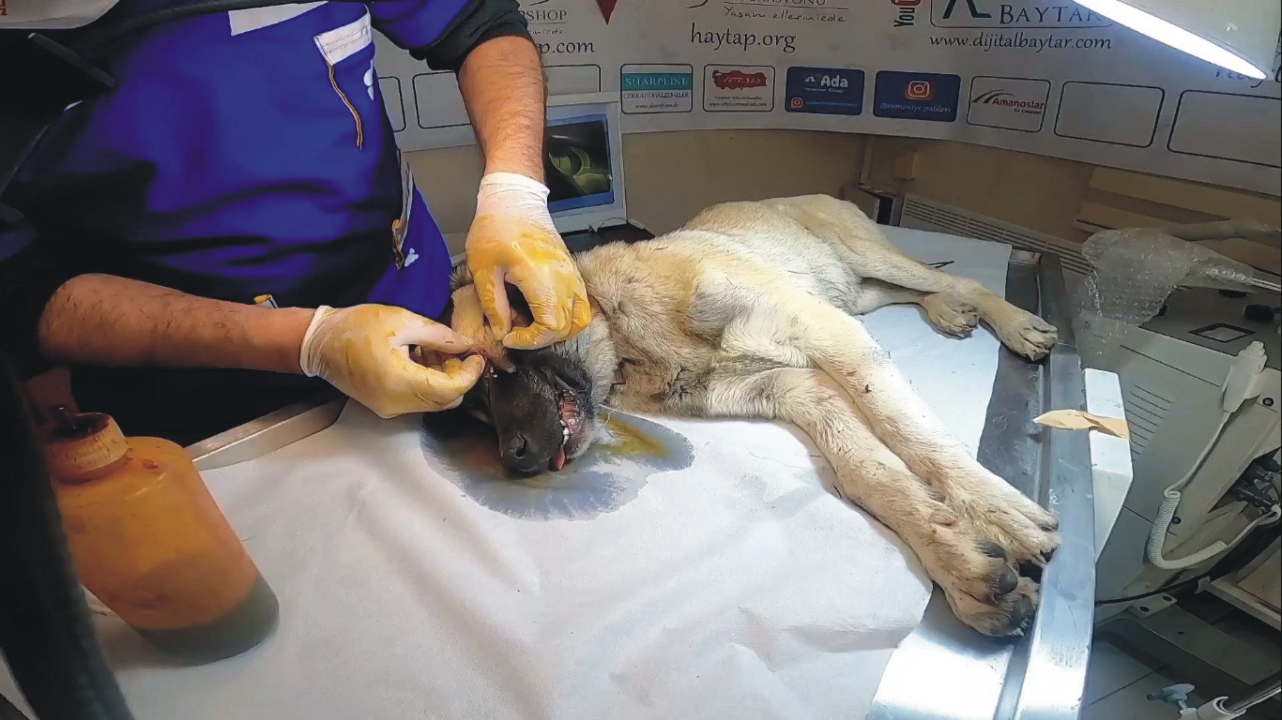 Gözünden yaralanan yavru köpeği tedavi ettirip sahiplendi Gözünden yaralanan yavru köpeği tedavi ettirip sahiplendi